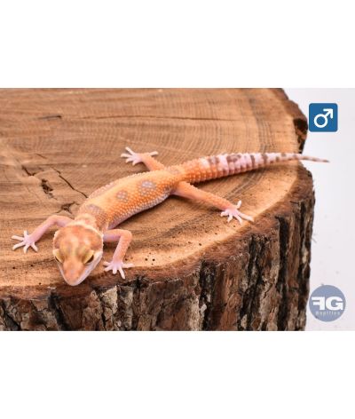 Eublepharis macularius Tangerine Tremper Mâle