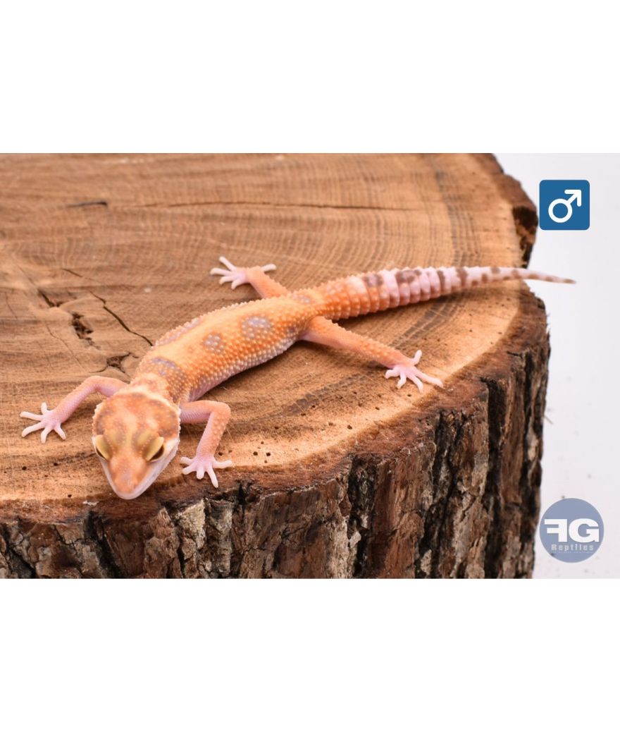 Eublepharis macularius Tangerine Tremper Mâle