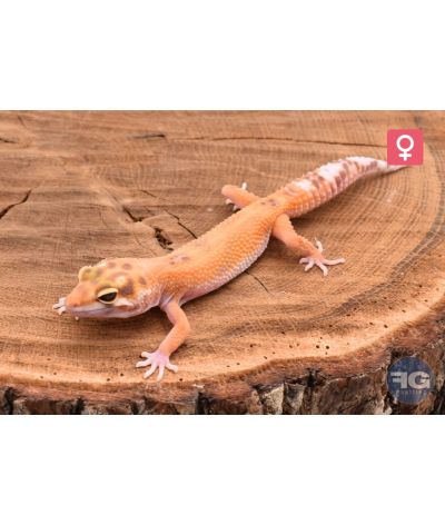 Eublepharis macularius Tangerine Tremper Femelle
