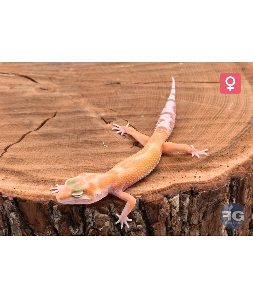 Eublepharis macularius Tangerine Tremper Femelle
