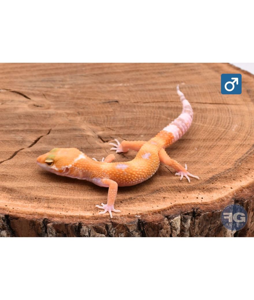 Eublepharis macularius super hypo Tangerine carrot tail Mâle