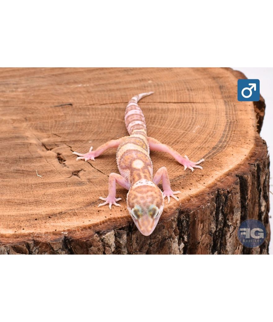 Eublepharis macularius Mack Snow Tremper Mâle