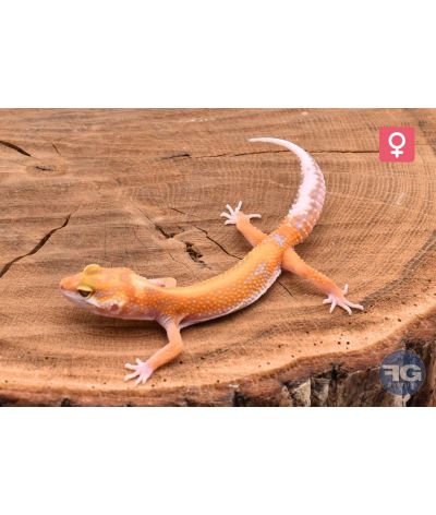 Eublepharis macularius Tangerine Tremper Stripe Femelle