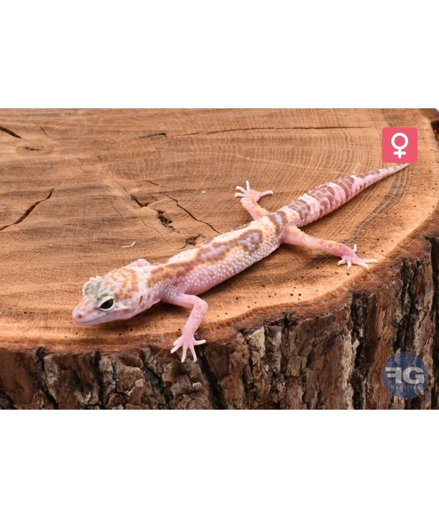 Eublepharis macularius Mack Snow Tremper Femelle