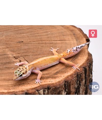 Eublepharis macularius Red Stripe Femelle