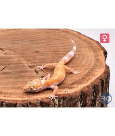 Eublepharis macularius Tangerine Tremper Femelle