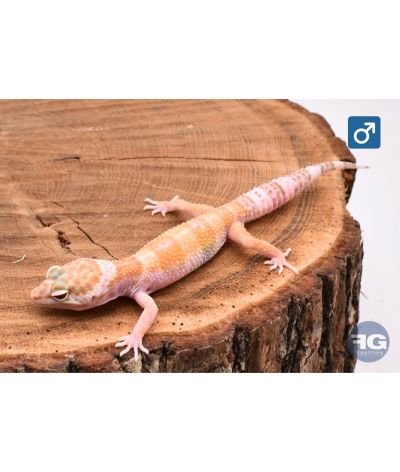 Eublepharis macularius Sunglow Mâle