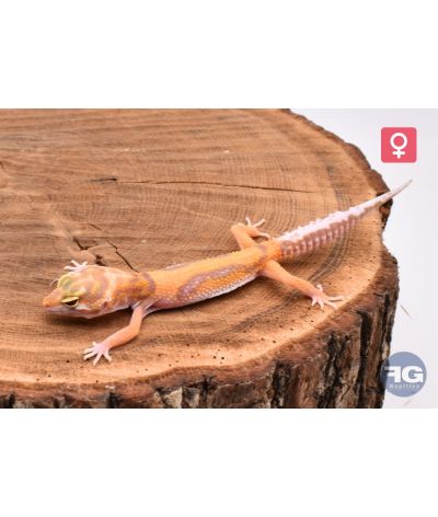 Eublepharis macularius Reverse Stripe Tangerine Tremper Femelle