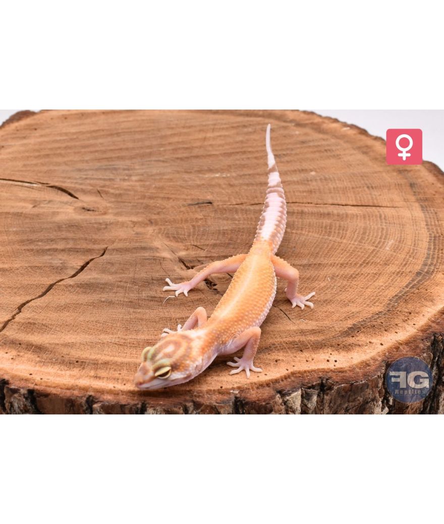 Eublepharis macularius Reverse Stripe Tremper Femelle