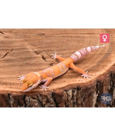 Eublepharis macularius Tangerine Tremper Femelle