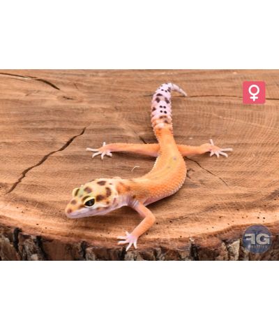 Eublepharis macularius Red Stripe Tangerine Femelle