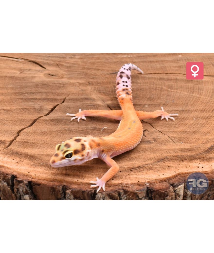 Eublepharis macularius Red Stripe Tangerine Femelle