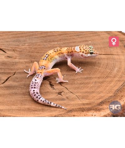 Eublepharis macularius High Yellow Femelle