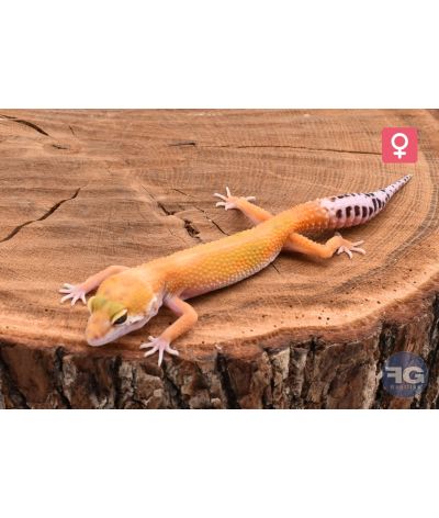 Eublepharis macularius Green Tangerine Femelle