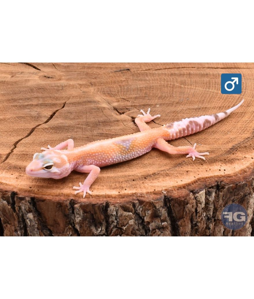 Eublepharis macularius Jungle Tremper Mâle