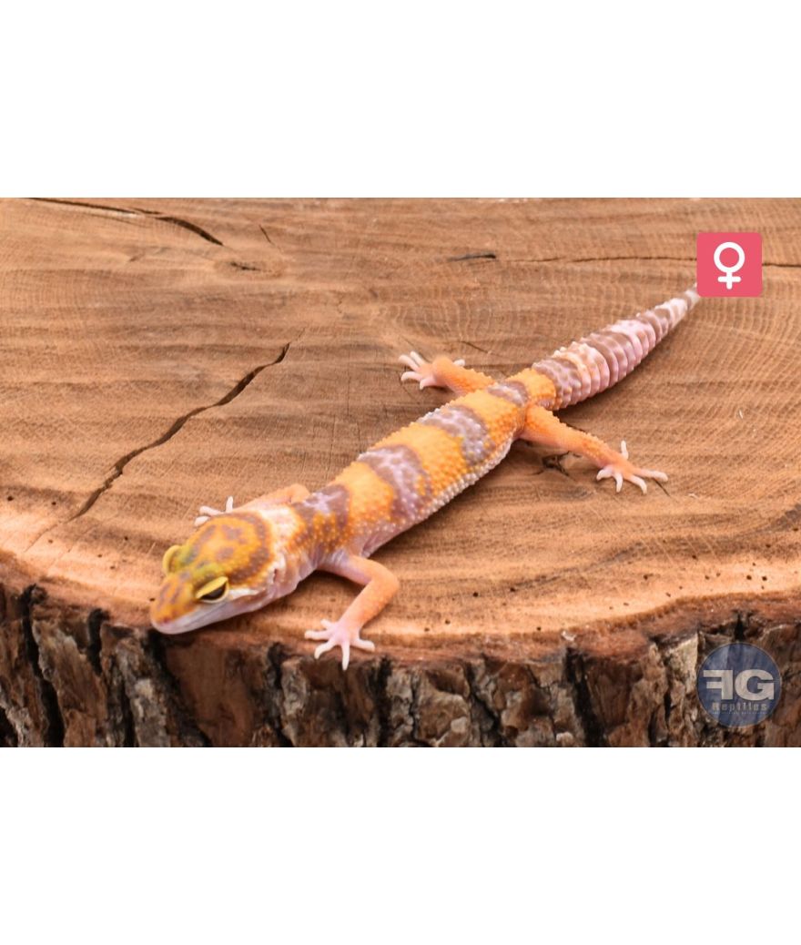 Eublepharis macularius Lavender Tremper Femelle