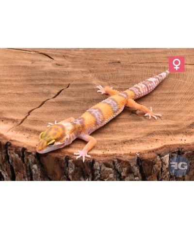 Eublepharis macularius Lavender Tremper Femelle