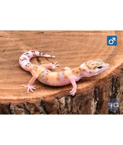 Eublepharis macularius Mack Snow White & Yellow Mâle