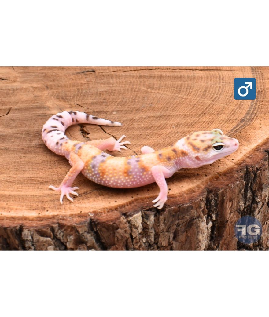 Eublepharis macularius Mack Snow White & Yellow Mâle