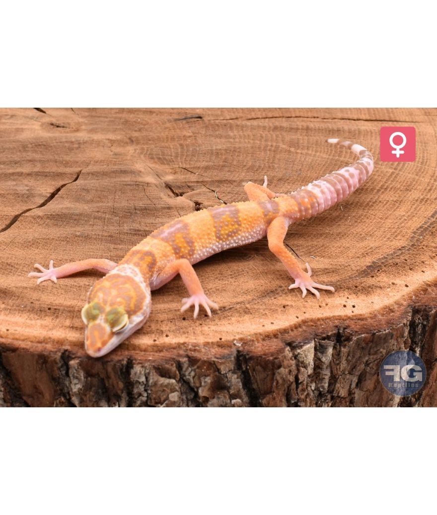 Eublepharis macularius Lavender Tremper Femelle