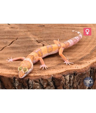 Eublepharis macularius Lavender Tremper Femelle