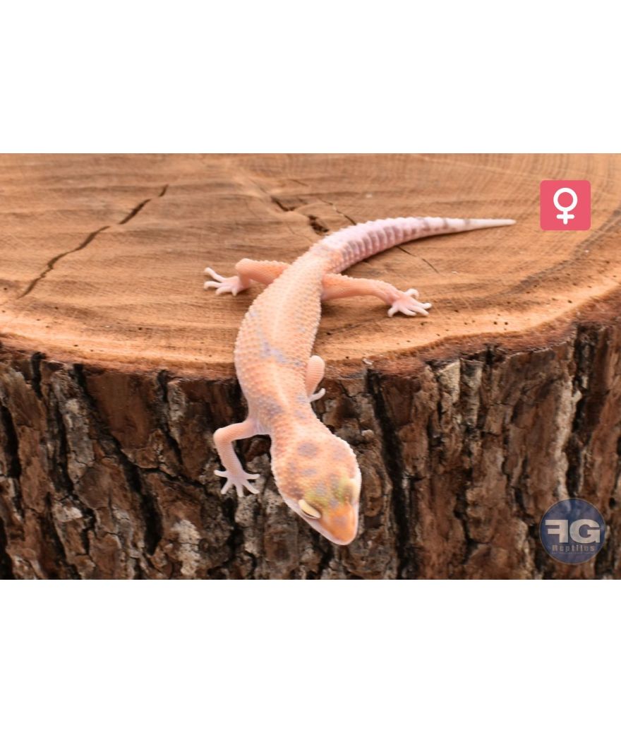 Eublepharis macularius Jungle Tremper Femelle