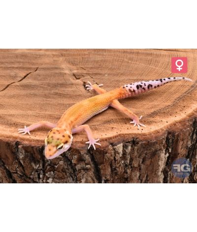 Eublepharis macularius Green Tangerine Stripe Femelle