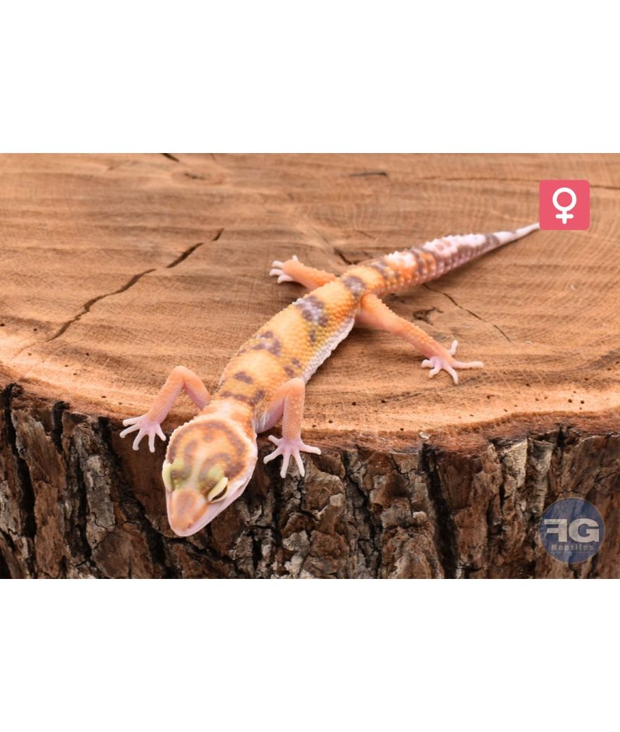Eublepharis macularius Lavender Tremper Femelle