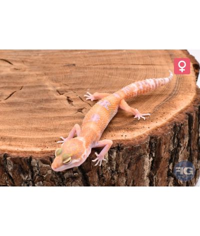 Eublepharis macularius Lavender Tremper Femelle