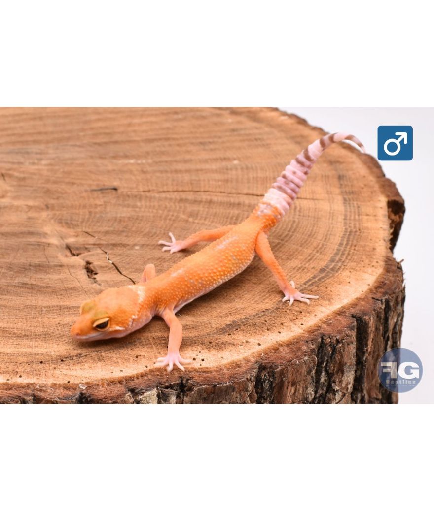 Eublepharis macularius Sunglow Mâle