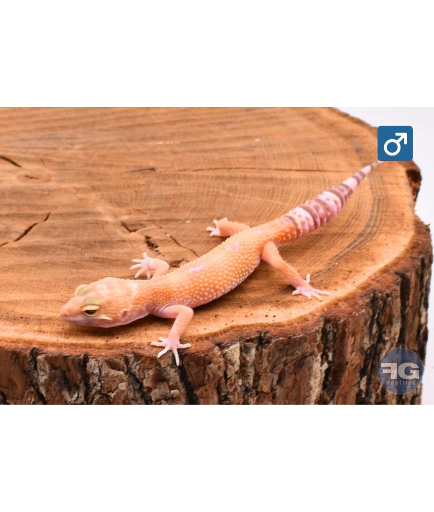 Eublepharis macularius Sunglow Mâle