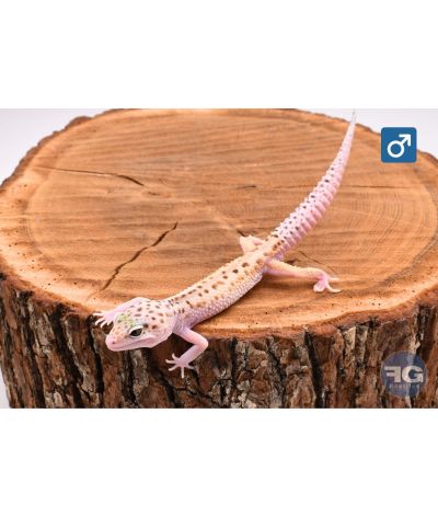 Eublepharis macularius Mack Snow Red Stripe Eclipse Mâle