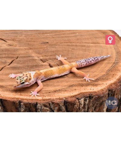 Eublepharis macularius High Yellow Femelle