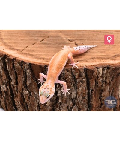 Eublepharis macularius White & Yellow Femelle