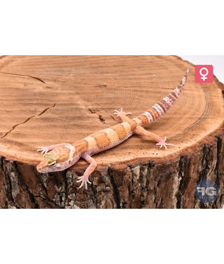 Eublepharis macularius Tremper Femelle