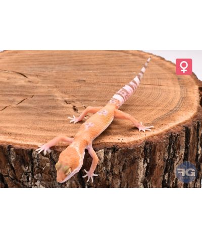 Eublepharis macularius Sunglow Femelle