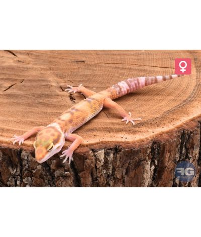 Eublepharis macularius Lavender Sunglow Femelle