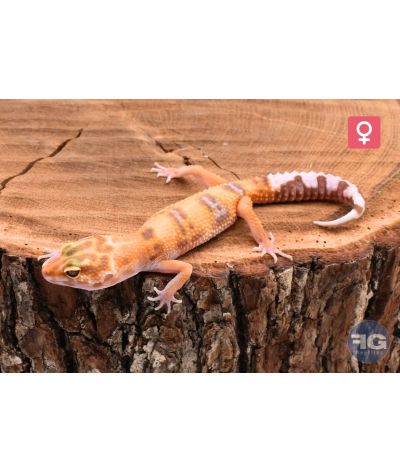 Eublepharis macularius Jungle Tremper Femelle