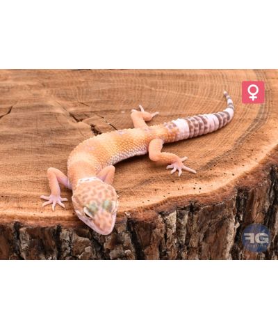 Eublepharis macularius Snowglow Femelle