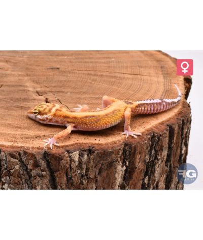 Eublepharis macularius Jungle Tremper Femelle