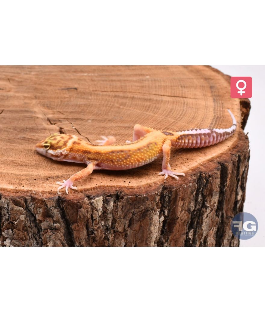 Eublepharis macularius Jungle Tremper Femelle