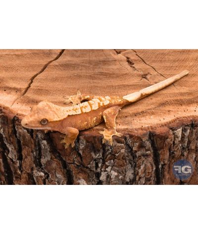 Correlophus ciliatus Red Harlequin non sexé