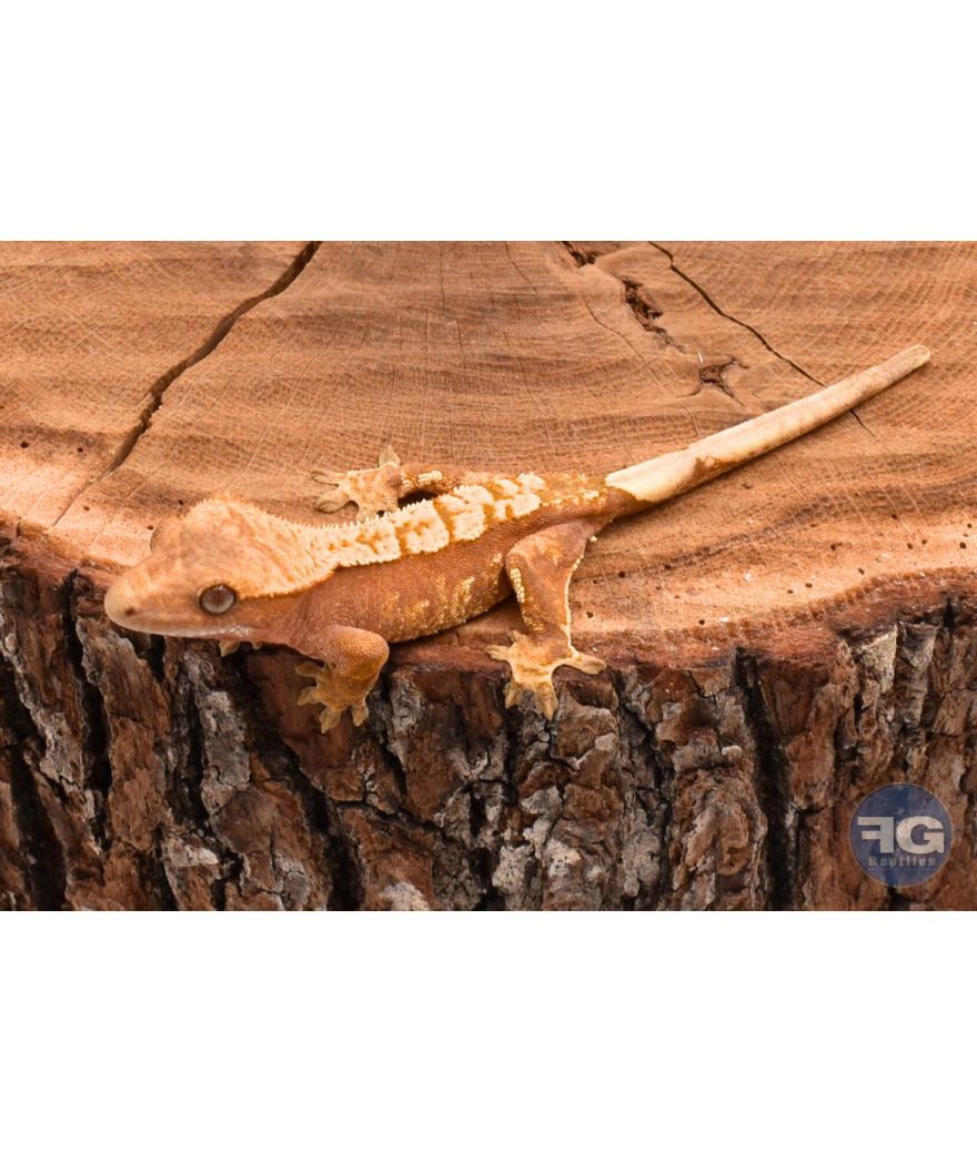 Correlophus ciliatus Red Harlequin non sexé