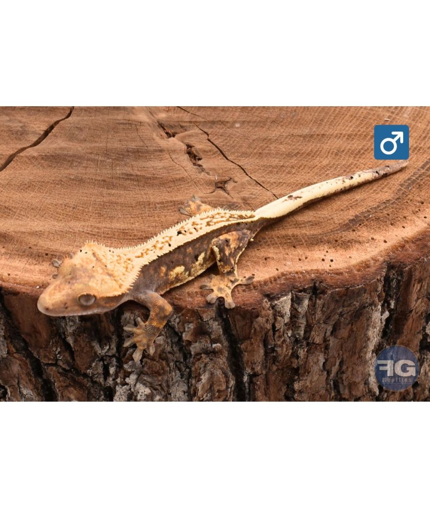 Correlophus ciliatus Tricolor Pinstripe Dalmatien Mâle