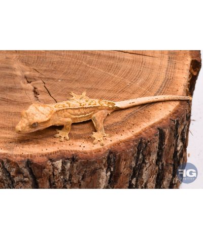 Correlophus ciliatus Quad Stripe non sexé