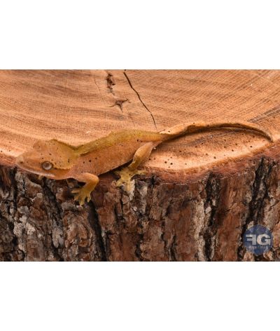 Correlophus ciliatus Dalmatien non sexé