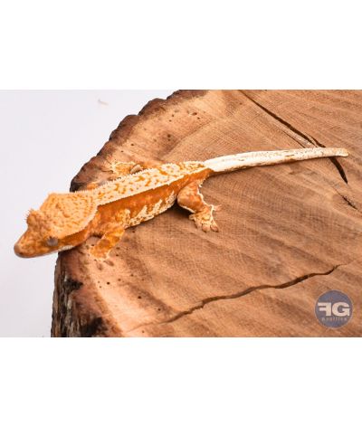 Correlophus ciliatus Red Pinstripe non sexé