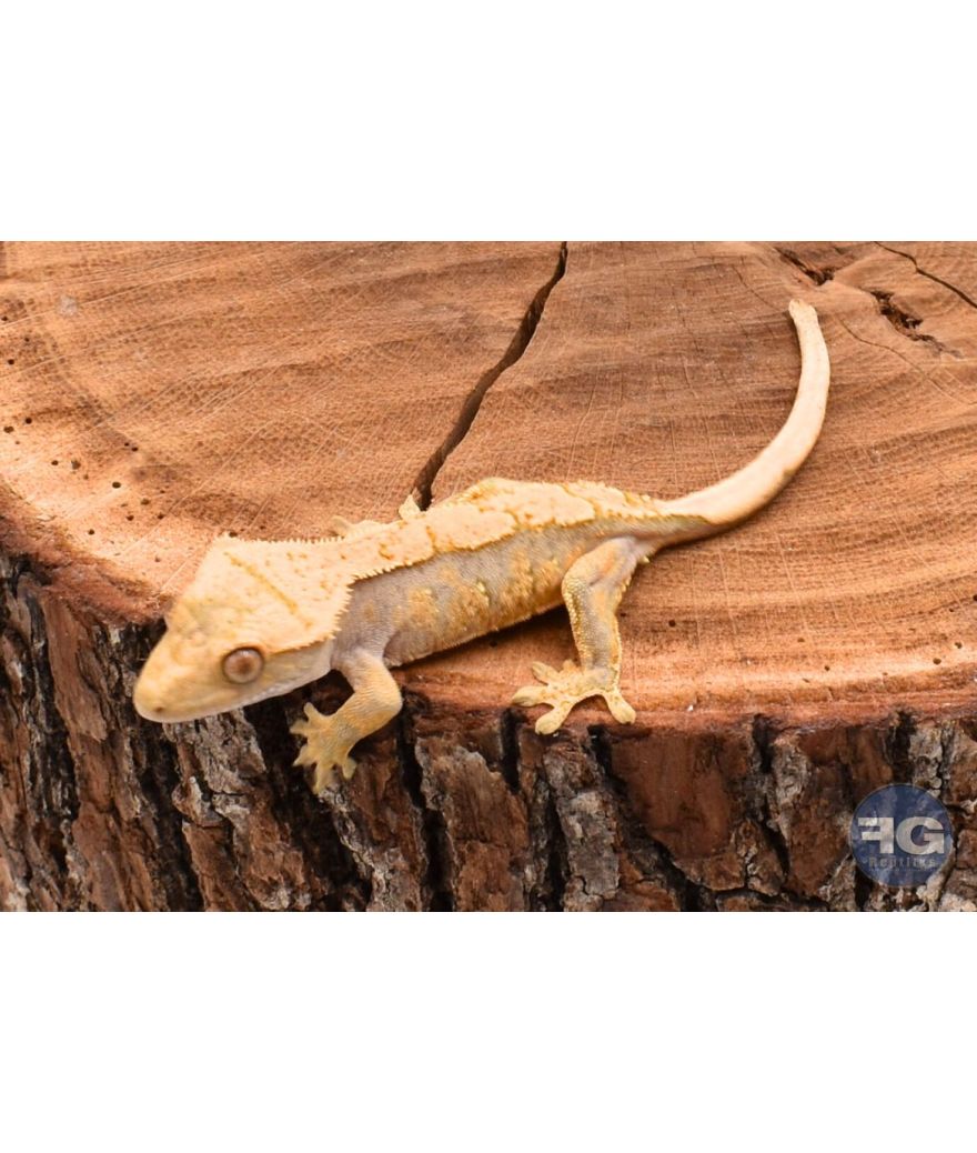 Correlophus ciliatus Extreme Harlequin non sexé