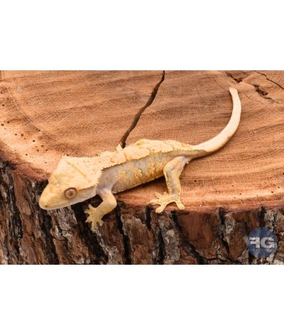 Correlophus ciliatus Extreme Harlequin non sexé