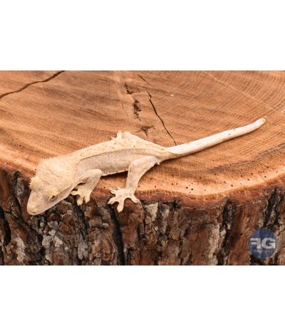 Correlophus ciliatus Yellow Pinstripe non sexé